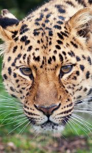 Preview wallpaper leopard, glance, predator, big cat, animal