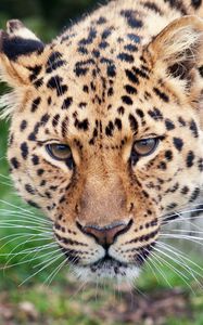 Preview wallpaper leopard, glance, predator, big cat, animal