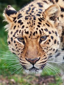 Preview wallpaper leopard, glance, predator, big cat, animal