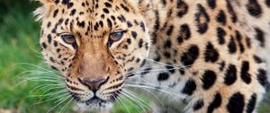 Preview wallpaper leopard, glance, predator, big cat, animal