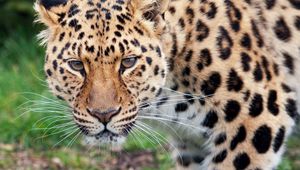 Preview wallpaper leopard, glance, predator, big cat, animal