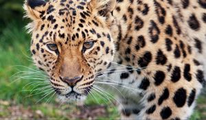 Preview wallpaper leopard, glance, predator, big cat, animal