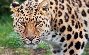 Preview wallpaper leopard, glance, predator, big cat, animal