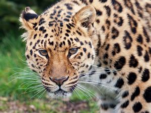 Preview wallpaper leopard, glance, predator, big cat, animal