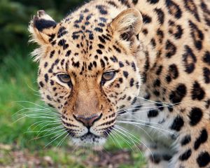Preview wallpaper leopard, glance, predator, big cat, animal