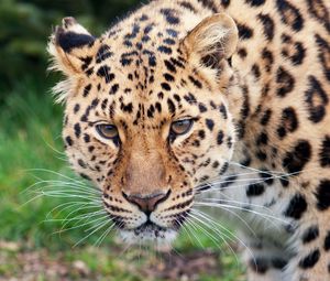 Preview wallpaper leopard, glance, predator, big cat, animal