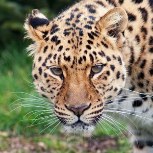 Preview wallpaper leopard, glance, predator, big cat, animal