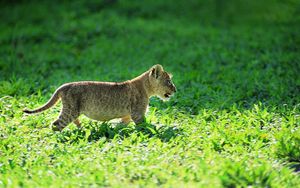 Preview wallpaper leopard, grass, baby