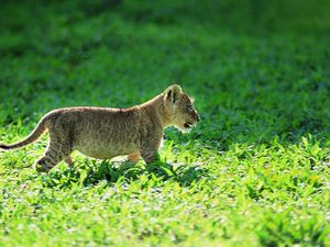 Preview wallpaper leopard, grass, baby