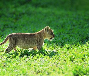 Preview wallpaper leopard, grass, baby