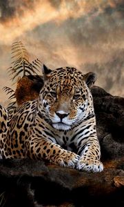 Preview wallpaper leopard, grass, big cat, carnivore, lie, stones