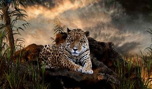 Preview wallpaper leopard, grass, big cat, carnivore, lie, stones