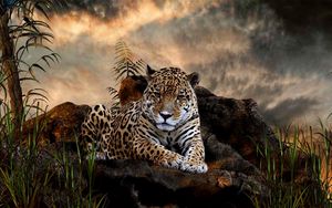 Preview wallpaper leopard, grass, big cat, carnivore, lie, stones