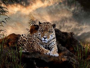 Preview wallpaper leopard, grass, big cat, carnivore, lie, stones