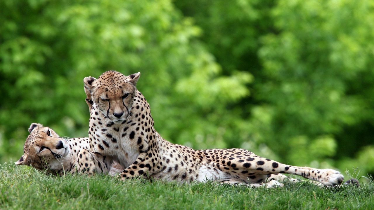 Wallpaper leopard, grass, couple, lie