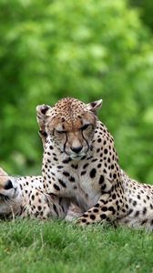 Preview wallpaper leopard, grass, couple, lie