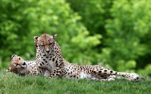 Preview wallpaper leopard, grass, couple, lie