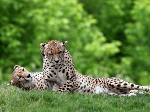 Preview wallpaper leopard, grass, couple, lie