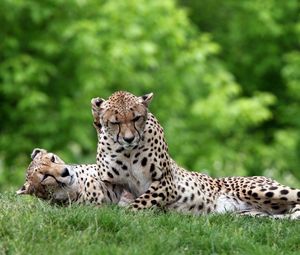 Preview wallpaper leopard, grass, couple, lie