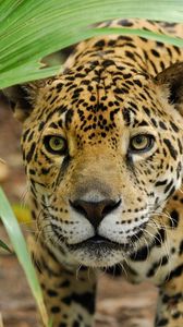 Preview wallpaper leopard, grass, eyes, anger, big cat, predator