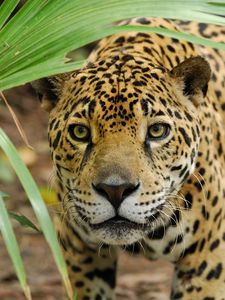 Preview wallpaper leopard, grass, eyes, anger, big cat, predator