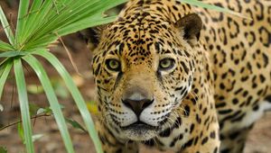 Preview wallpaper leopard, grass, eyes, anger, big cat, predator