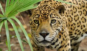 Preview wallpaper leopard, grass, eyes, anger, big cat, predator