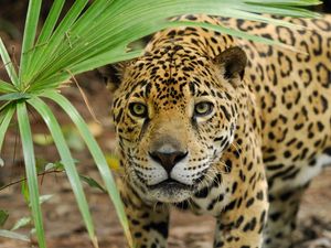 Preview wallpaper leopard, grass, eyes, anger, big cat, predator