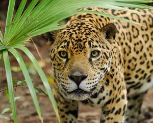 Preview wallpaper leopard, grass, eyes, anger, big cat, predator