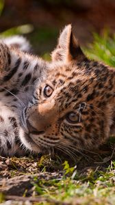 Preview wallpaper leopard, grass, playful, cub, lying