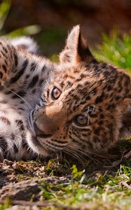 Preview wallpaper leopard, grass, playful, cub, lying