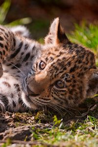 Preview wallpaper leopard, grass, playful, cub, lying