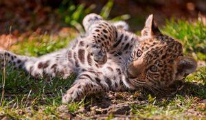 Preview wallpaper leopard, grass, playful, cub, lying