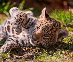 Preview wallpaper leopard, grass, playful, cub, lying