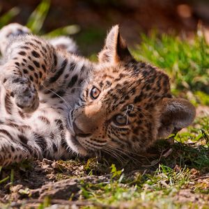 Preview wallpaper leopard, grass, playful, cub, lying