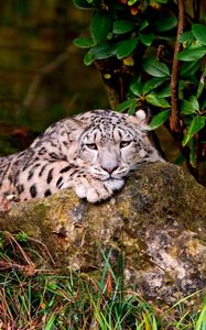 Preview wallpaper leopard, grass, rocks, lying