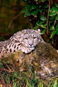 Preview wallpaper leopard, grass, rocks, lying