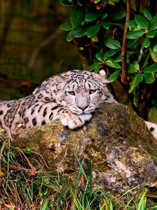 Preview wallpaper leopard, grass, rocks, lying