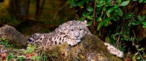 Preview wallpaper leopard, grass, rocks, lying
