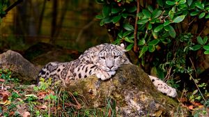 Preview wallpaper leopard, grass, rocks, lying