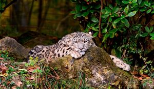 Preview wallpaper leopard, grass, rocks, lying