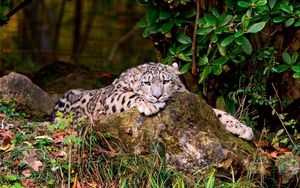 Preview wallpaper leopard, grass, rocks, lying