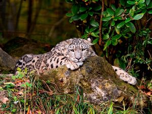 Preview wallpaper leopard, grass, rocks, lying