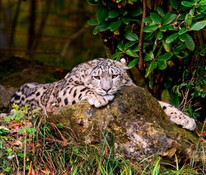 Preview wallpaper leopard, grass, rocks, lying