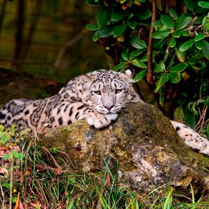 Preview wallpaper leopard, grass, rocks, lying