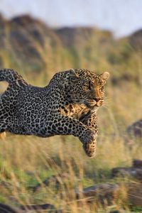 Preview wallpaper leopard, grass, run, jump, shoot