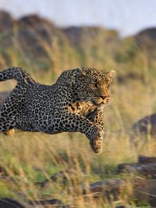 Preview wallpaper leopard, grass, run, jump, shoot