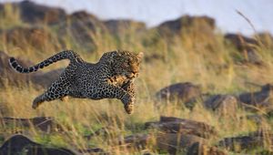 Preview wallpaper leopard, grass, run, jump, shoot