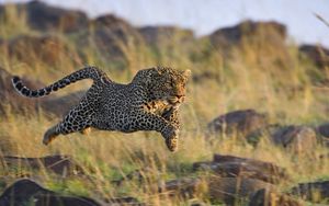 Preview wallpaper leopard, grass, run, jump, shoot