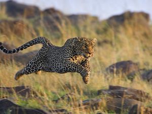 Preview wallpaper leopard, grass, run, jump, shoot